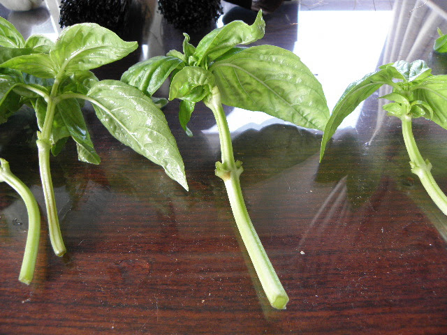 バジルの挿し芽 竹炭を作って野菜栽培