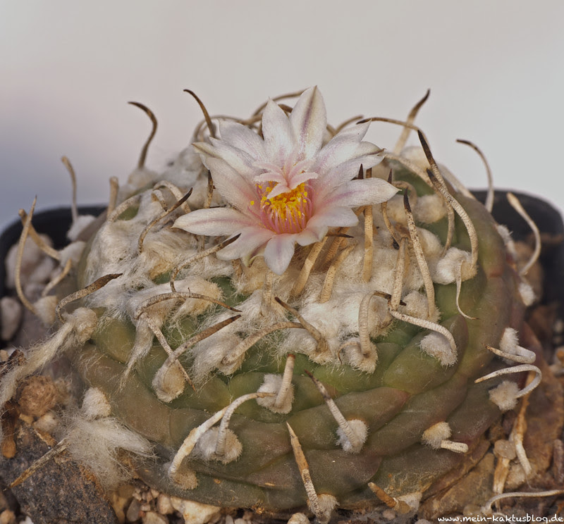 Turbinicarpus schmiedickeanus ssp. macrochele var. polaskii, La Bonita, S.L.P.