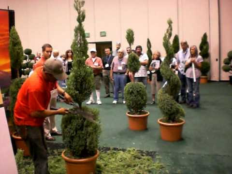 Arte topiaria. Demostración