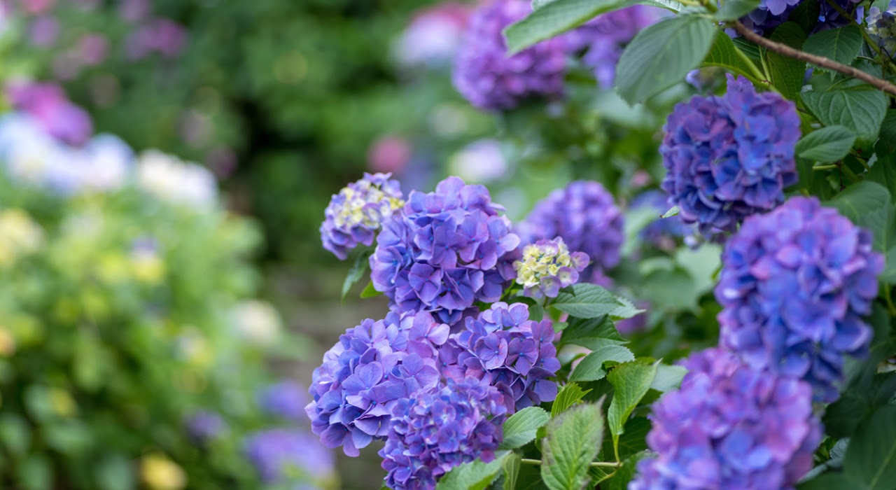 植木鉢で楽しみたい 初夏の花選 うっとりするほど美しい草花たち 植木鉢ナビ