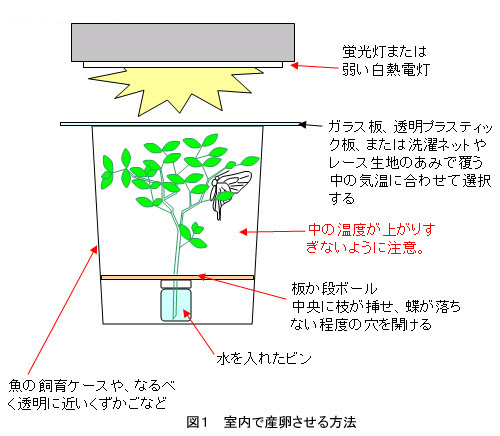 チョウの飼育ｆａｑ