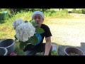 √画像をダウンロード ア��サイ 地植え 934629-紫陽花 ���植え 植え替え