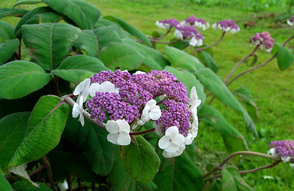 Hydrangea aspera D. Don var. villosa
