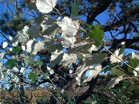 silver foliage plants brighten