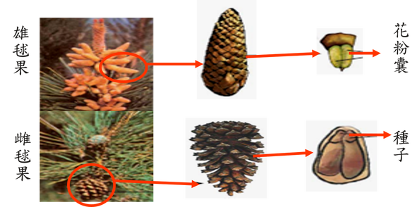 裸子植物 我的网站