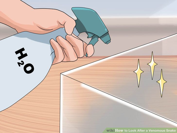 Look After a Venomous Snake Step 10.jpg