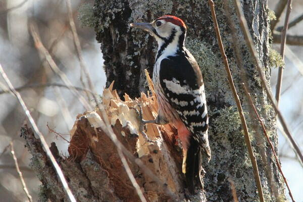 オオアカゲラ 大赤啄木鳥