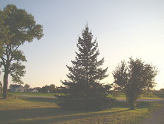 Blue spruce