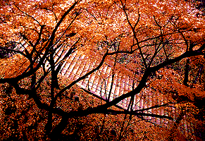 Kyoto in the autumn
