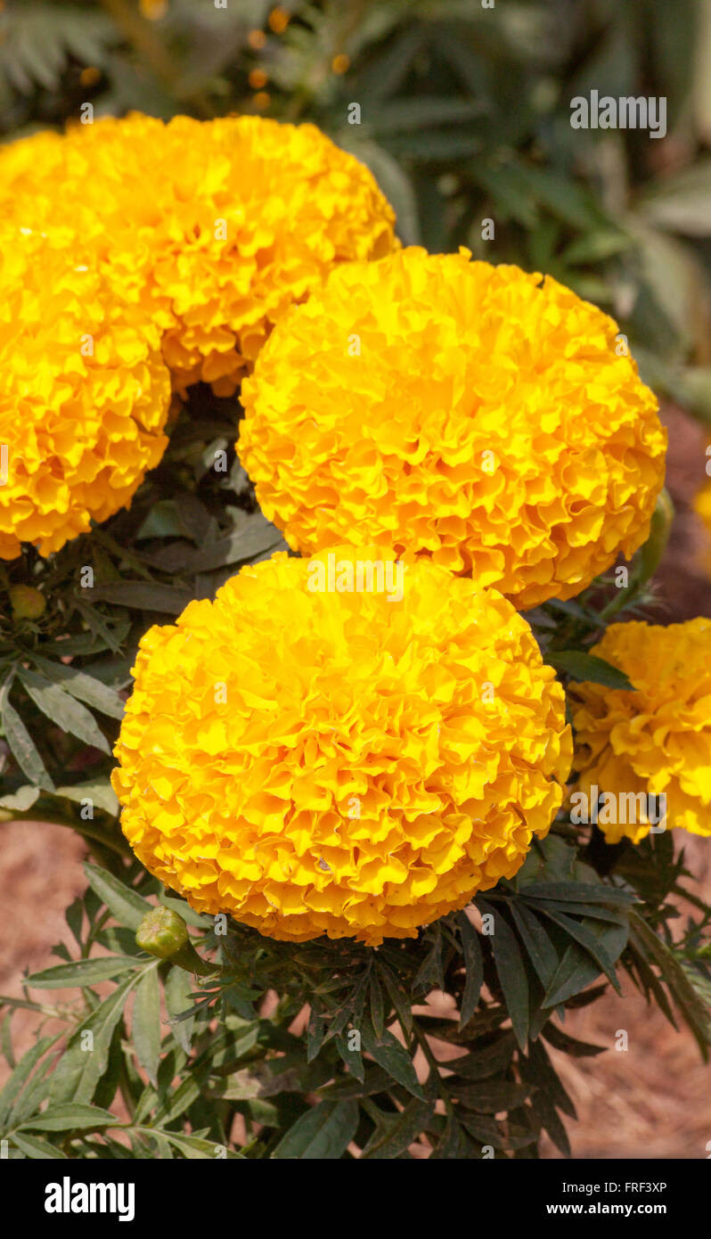 Marigold yellow color in many flowers plant Stock Photo, Royalty ...