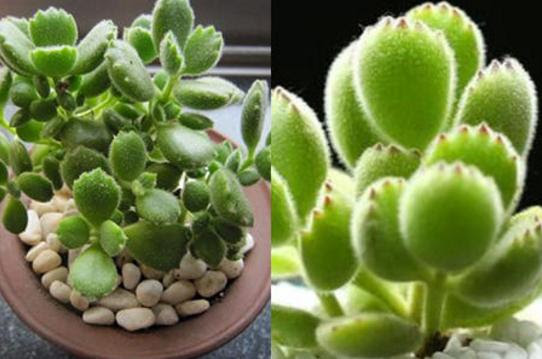 盆栽知識 熊童子夏天掉葉怎麼處理 學會這五招養出健康植物 愛經驗