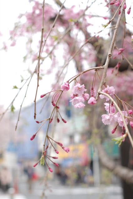 Cherry blossoms Festival