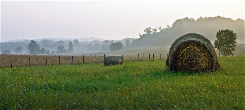 Bluegrass Morning