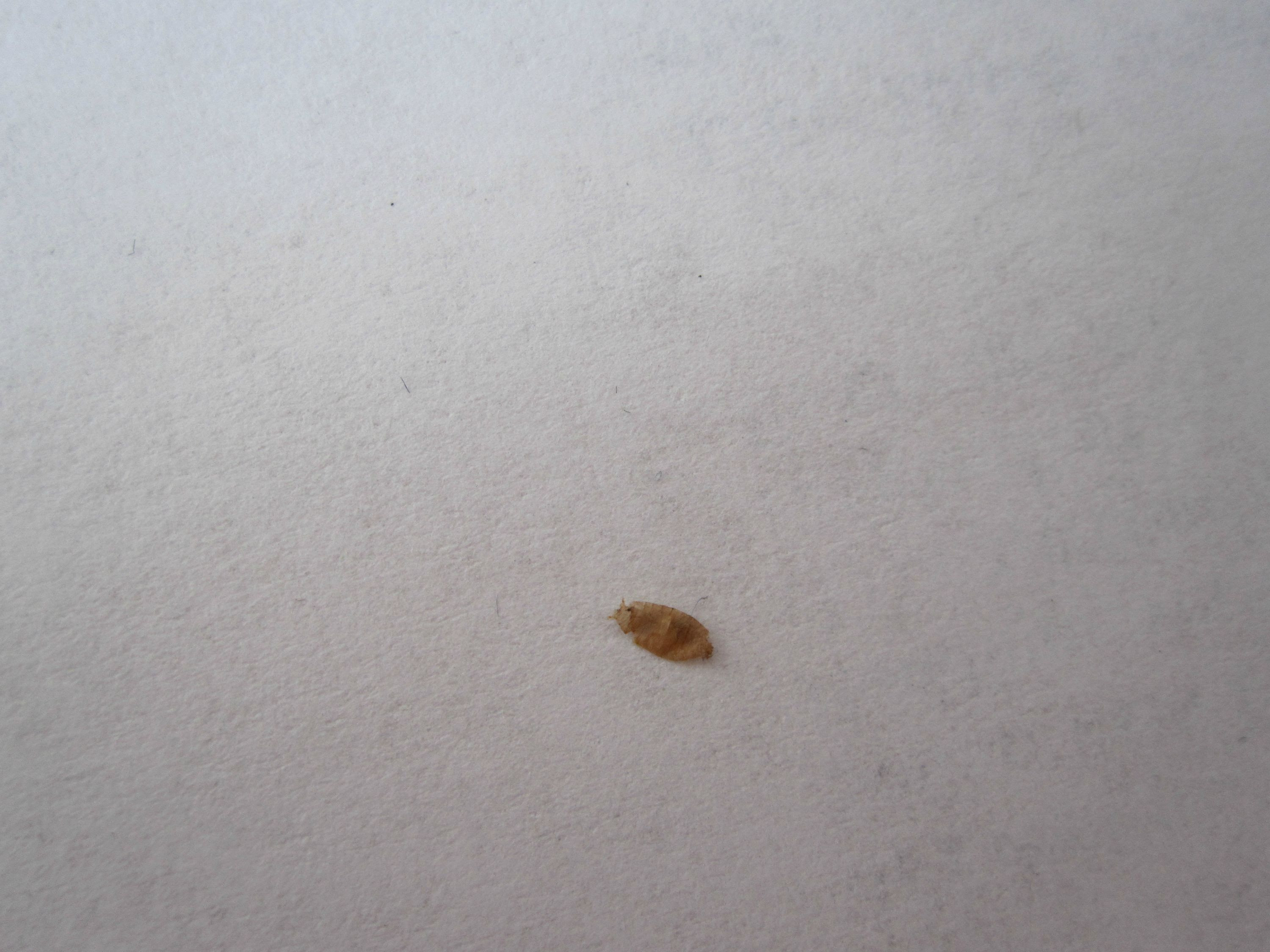 Bed Bug ID [a: not bed bug cast skin] Â« Got Bed Bugs? Bedbugger ...