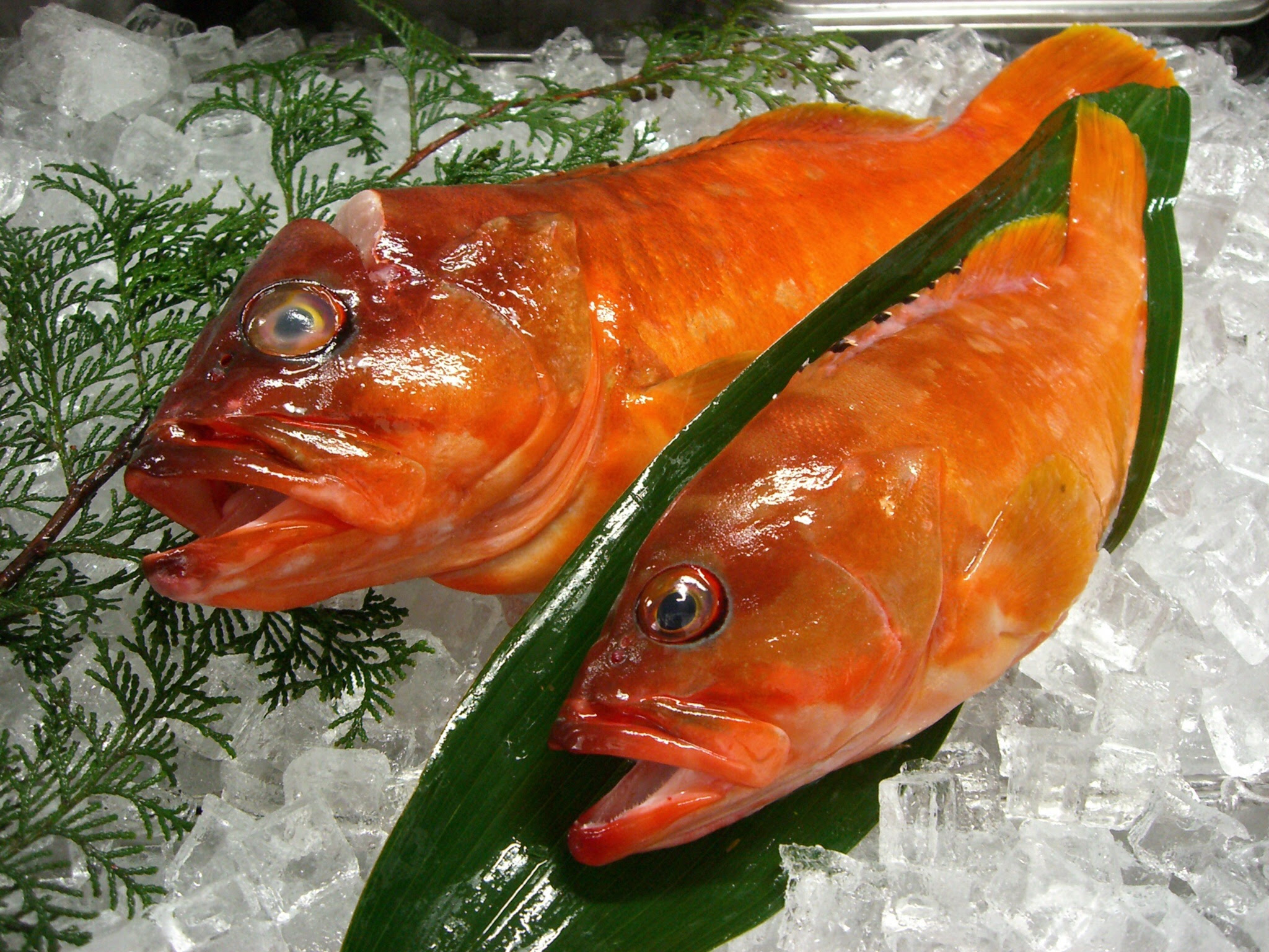 ハタ 魚之七寶 さかなのしちほう 七寶商會 世田谷目黒を中心とした上級鮮魚移動販売