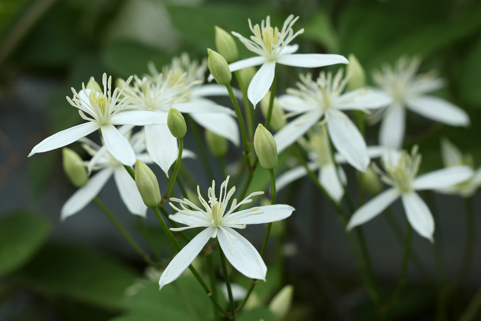お花の写真集 センニンソウ 仙人草