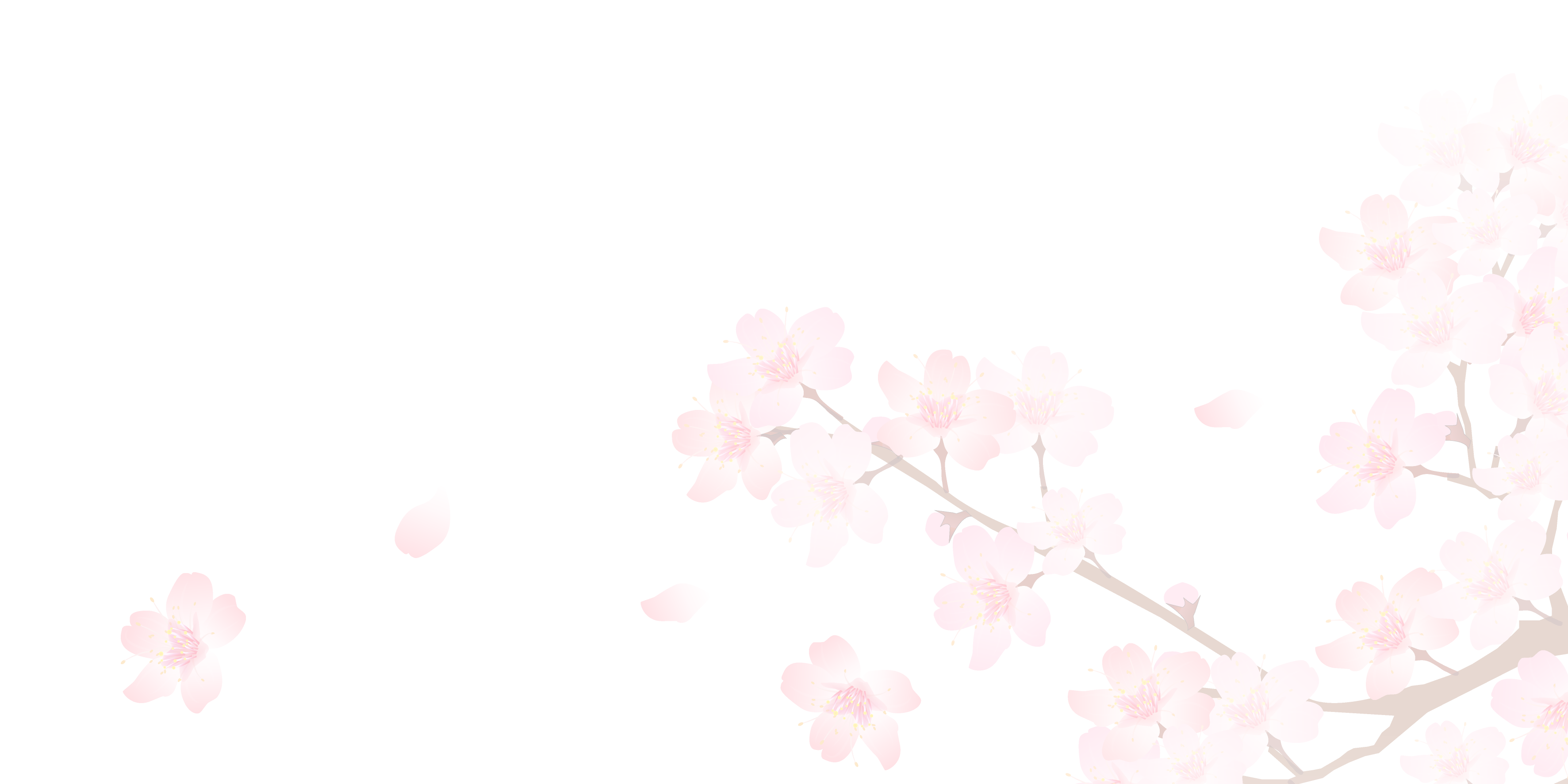 25+ Inspirasi Keren Background Bunga Sakura Putih - Fatiha ...