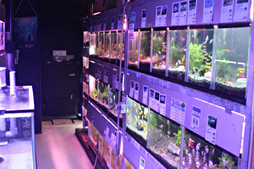 新宿店 店内写真 熱帯魚ショップパウパウアクアガーデン