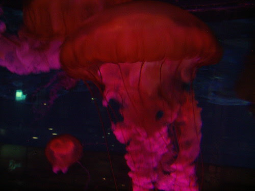 jelly fish