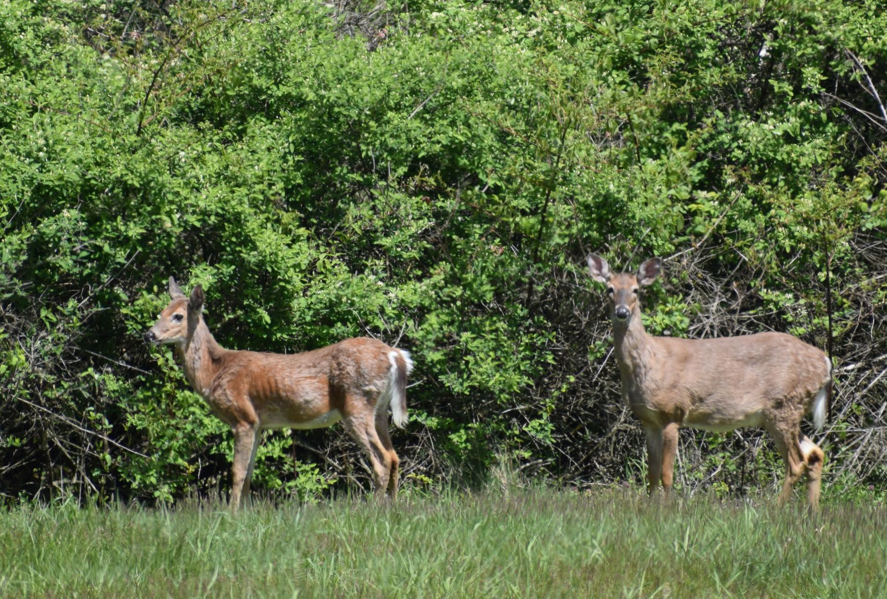 Here S How Deer Hunters Can Protect Their Families From Chronic Wasting Disease Pa Dept Of Agriculture Pennlive Com