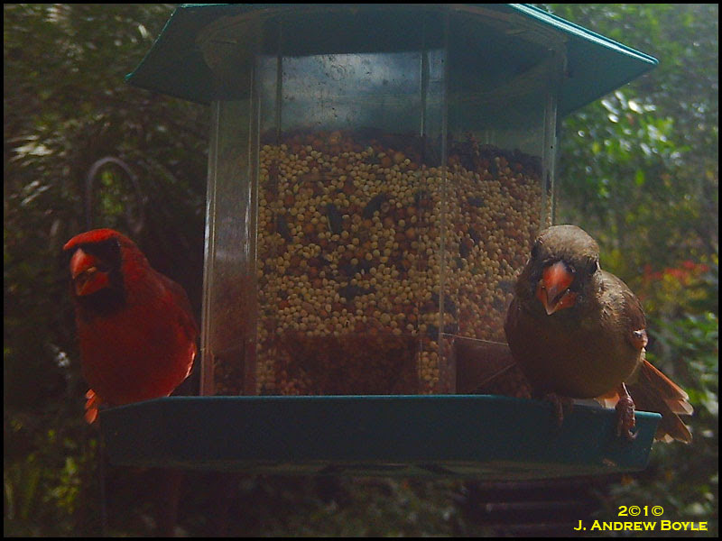 Northern Cardinal