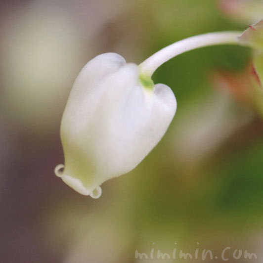 ドウダンツツジの花の写真 花言葉 名前の由来 みみみんブログ