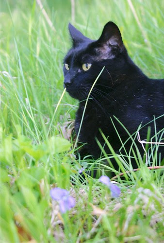 Shadow Sitting by the Purple Flowers