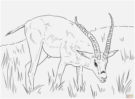You can print or download them to color and offer them to your family and friends. the right images realistic animal coloring pages to print sweet