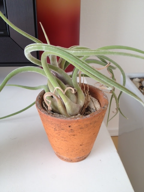 エアープランツ カプトメデューサが腐る 枯れる前に気をつける育て方 観葉植物ブログ緑組 植物の育て方
