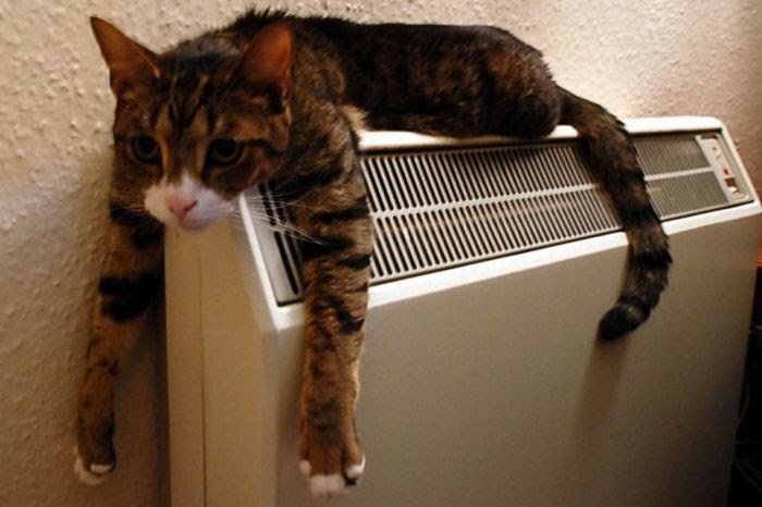 Radiator cat Funny pictures of animals Radiator cat Funny pictures of animals
