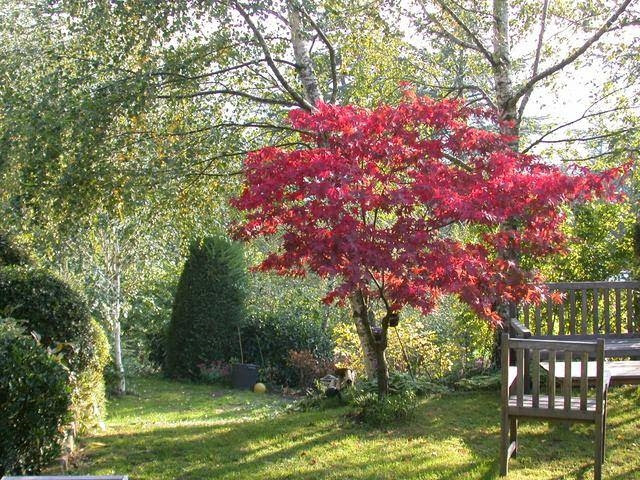 Creare un giardino con alberi caducifoglie - Alberi - Come ...