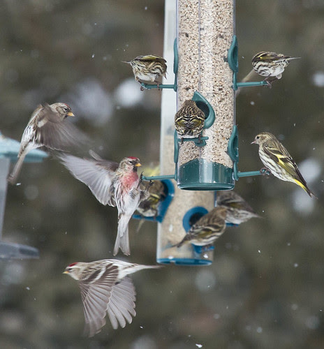 Common Redpolls and Pine Siskins