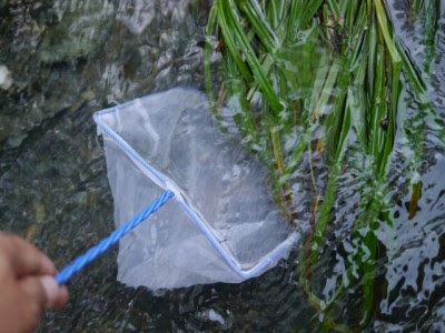 川遊びのときに知っておきたい 川の生き物を捕まえる4つの方法