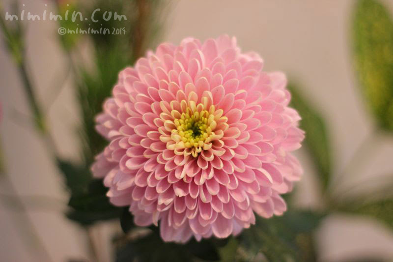 ポンポン菊の写真 ポンポン菊の花言葉 ポンポンマム みみみんブログ