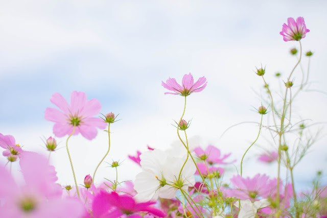 あわじ花さじきのコスモスまつり18日程 開花状況 アクセス ランチ お出かけやおしゃれ好きmisaのブログ