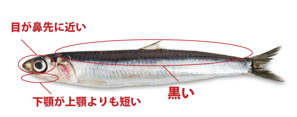 イワシの種類と見分け方 旬 食べ方を合わせて解説