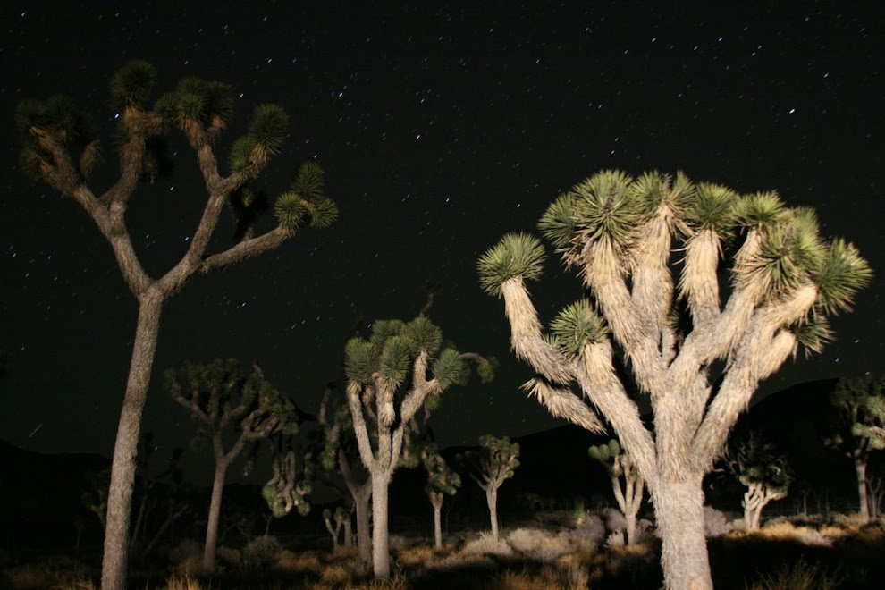 lDzfR El fascinante Parque Nacional Joshua Tree [34 Fotos]