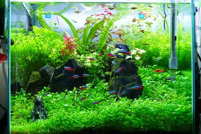 45cm水槽レイアウト変更 リボンとそら さくら チロル 楽して熱帯魚