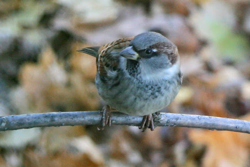 sparrow