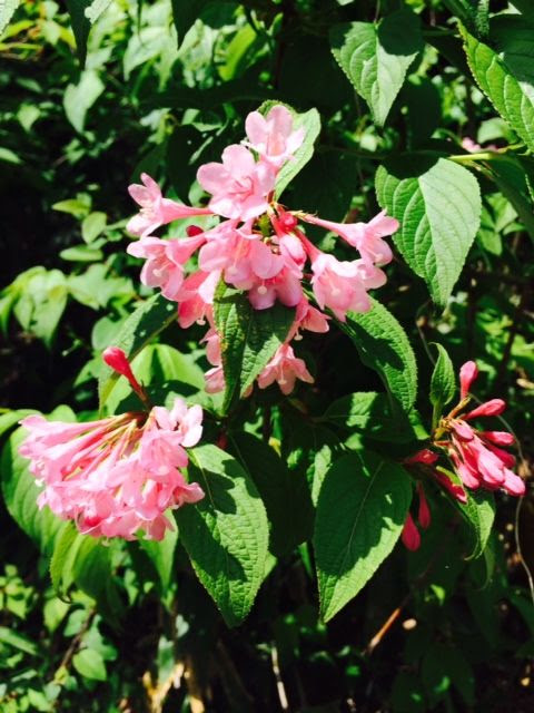 沿線の 緑と花 キレイですよ 秋田内陸縦貫鉄道ブログ