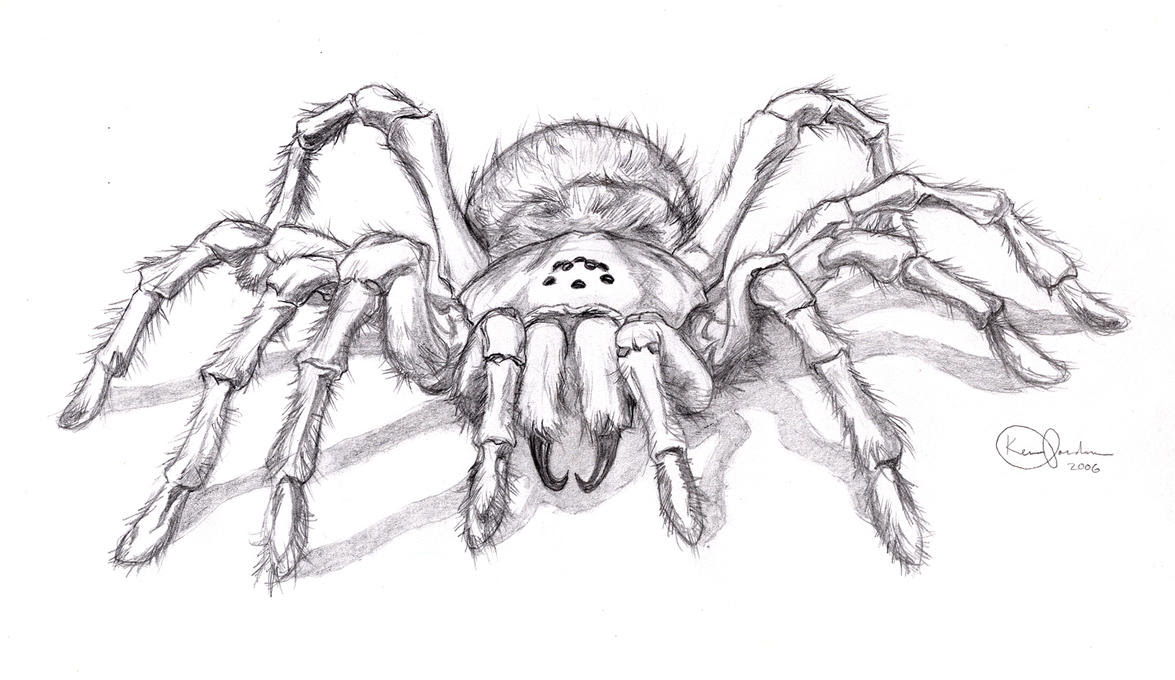 Tarantula Spider Tattoo Design