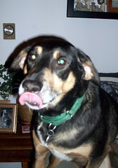 Tut_tongue_4709