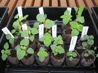 サルビアの種まき サルビアの育て方について