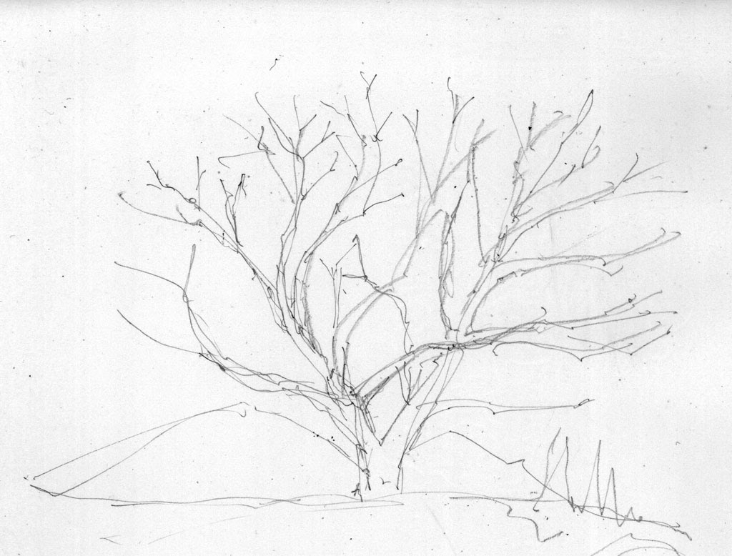 桜の木の描き方