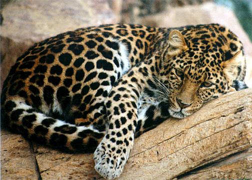 중국표범(north chinese leopard); Image ONLY