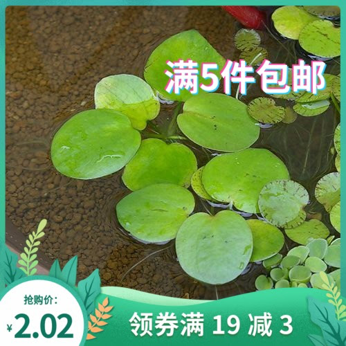 Gw Alicdn Com Bao Uploaded I2 O1cn016
