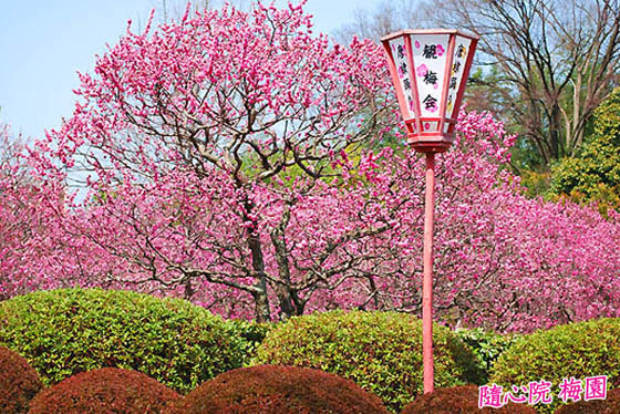 梅の随心院 京都市山科区