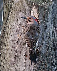 http://upload.wikimedia.org/wikipedia/commons/thumb/0/02/NorthernFlicker-male.jpg/220px-NorthernFlicker-male.jpg