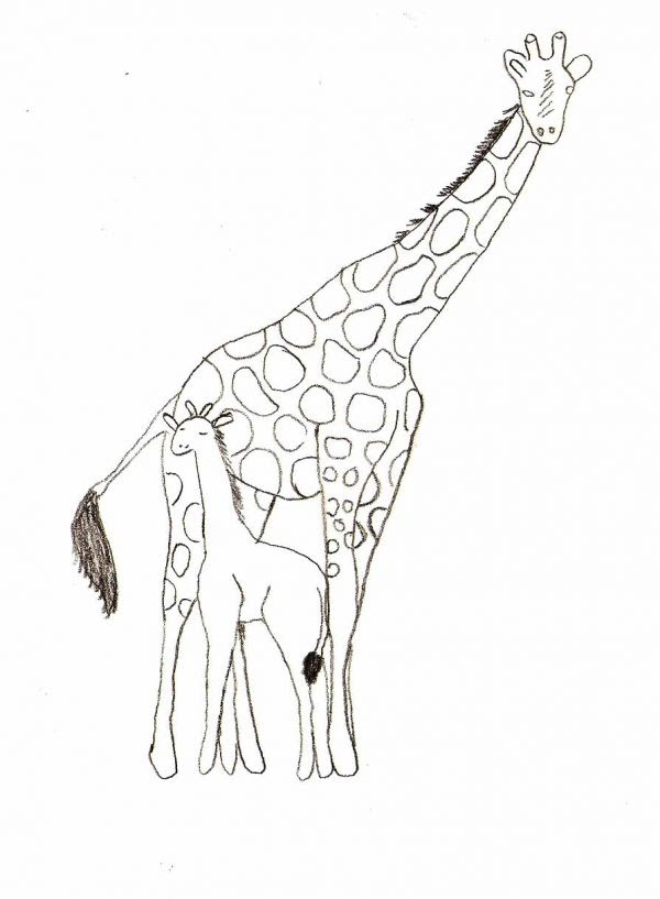 Simple Animal Drawings for Beginners - Traditional-Drawing ... Tim van de vall created: