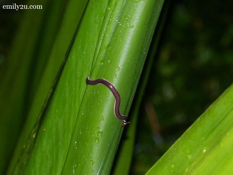 Night Herping In Awana Garden Genting Highlands From Emily To You